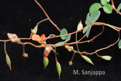 Eleiotis trifoliata